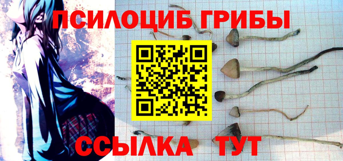 Псилоцибиновые грибы Psilocybe Москва